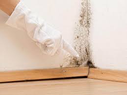 Why You Should Choose Our Mold Remediation Services in County Center, VA